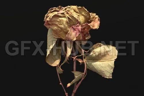 PBR Game 3D Model – Dried Rose Scanned (obj, tex)
