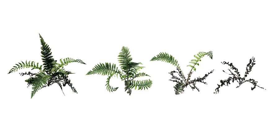 PLANT – 3D MODELS – DOWNLOAD – 026