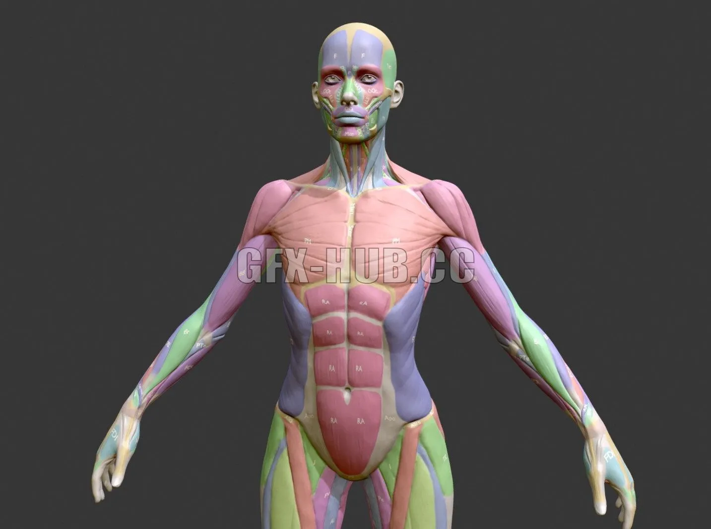 PBR Game 3D Model – Ecorche Female Musclenames Anatomy