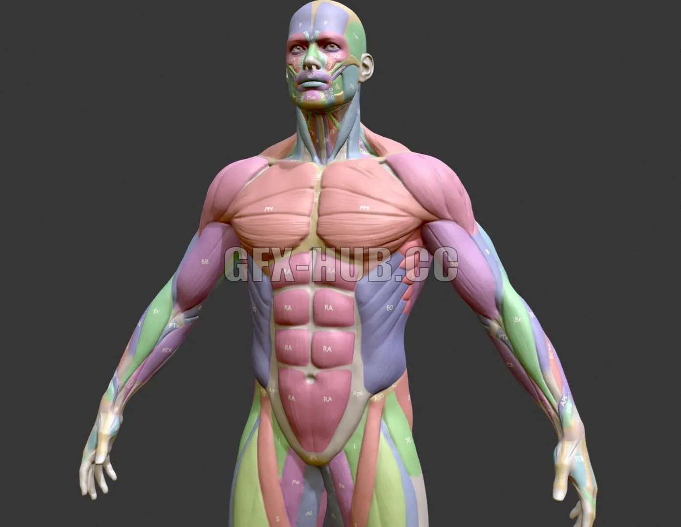 PBR Game 3D Model – Ecorche Male Musclenames Anatomy