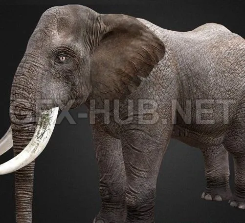 PBR Game 3D Model – Elephant PBR