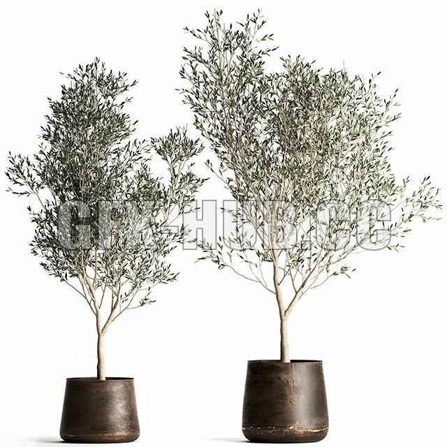 CAR – Olive Trees 968 3D Model