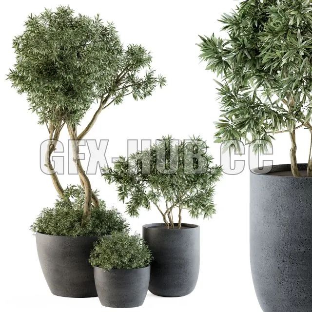 CAR – Outdoor Plants Tree in Pot Set 90 3D Model