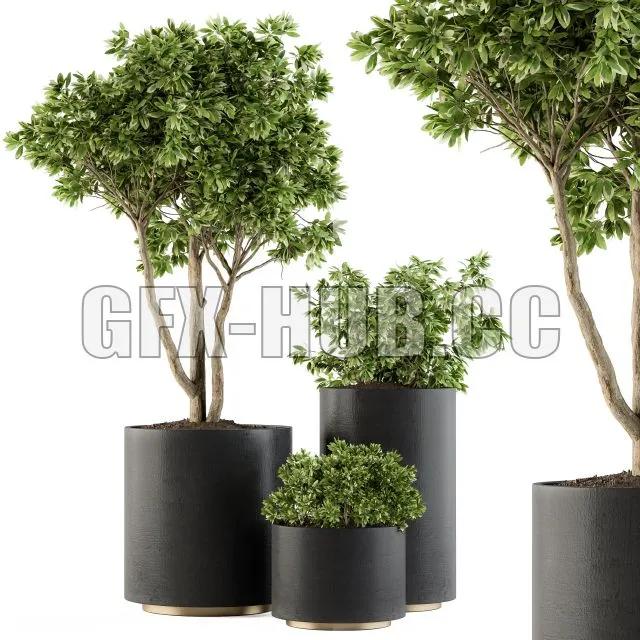CAR – Outdoor Plants Tree in Pot Set 94 3D Model