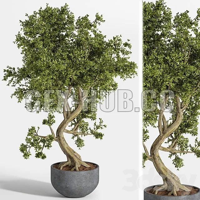 CAR – Plant Bonsai 01 3D Model