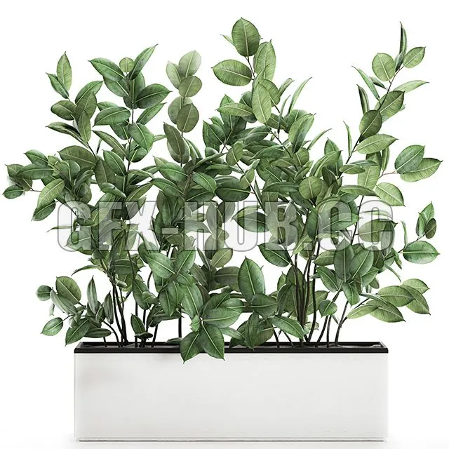 CAR – Plant Ficus Elastica 675 3D Model