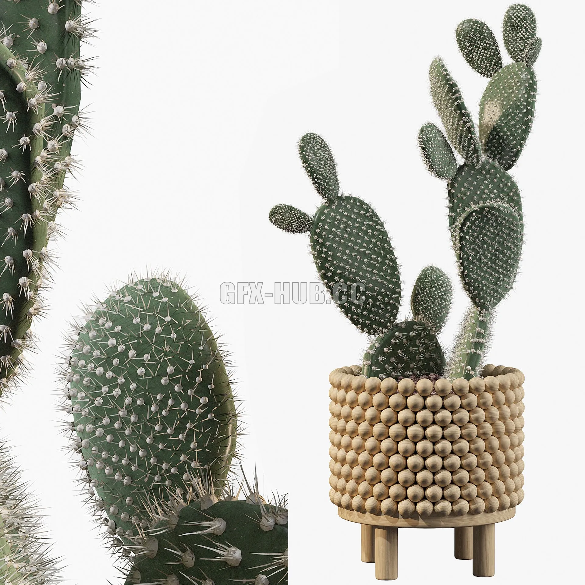CAR – Plants Collection 038 Opuntia Microdasys 03 3D Model