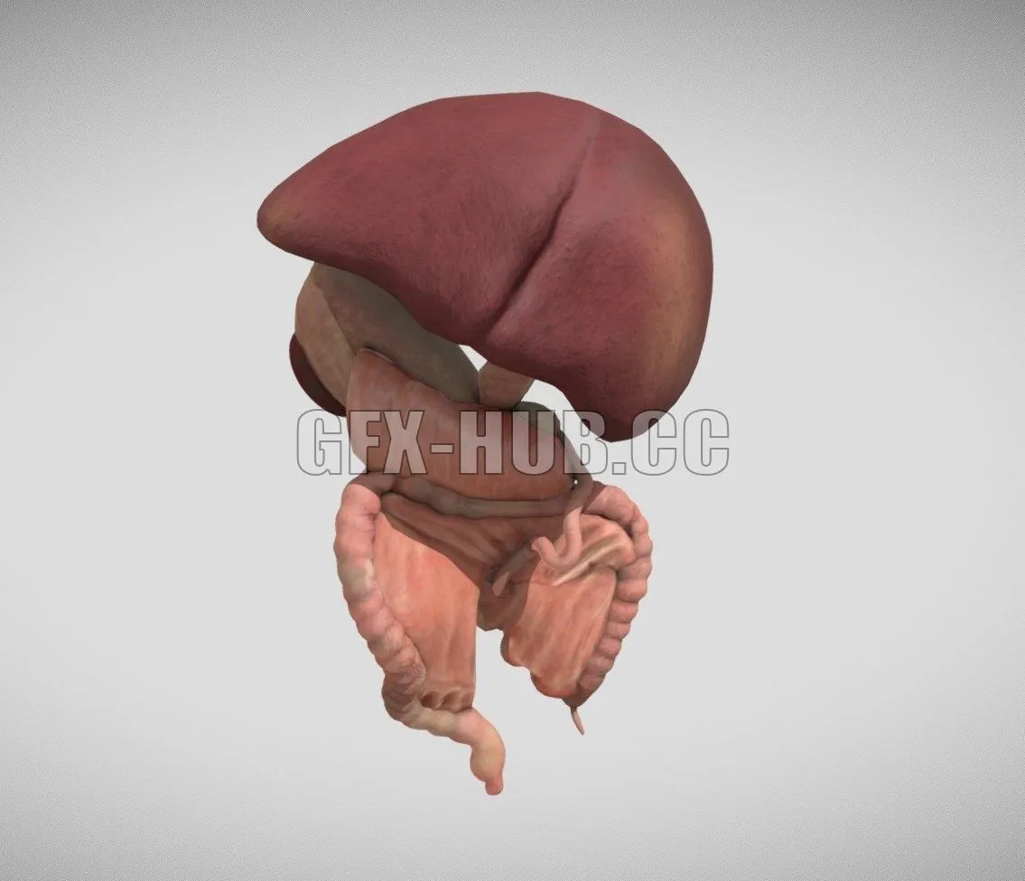 PBR Game 3D Model – Fetal digestive system