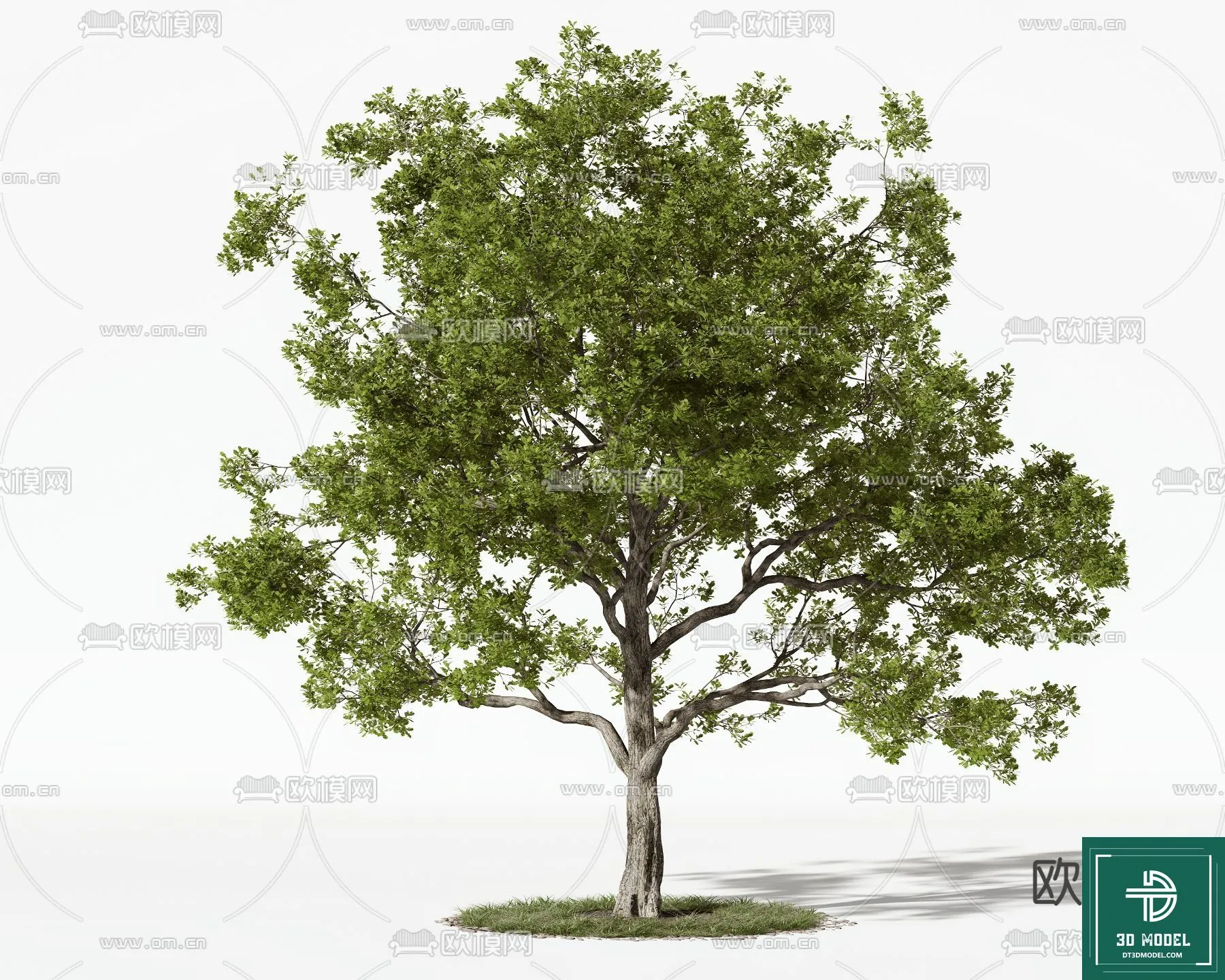 EXTERIOR – TREE – 3D MODELS – 020