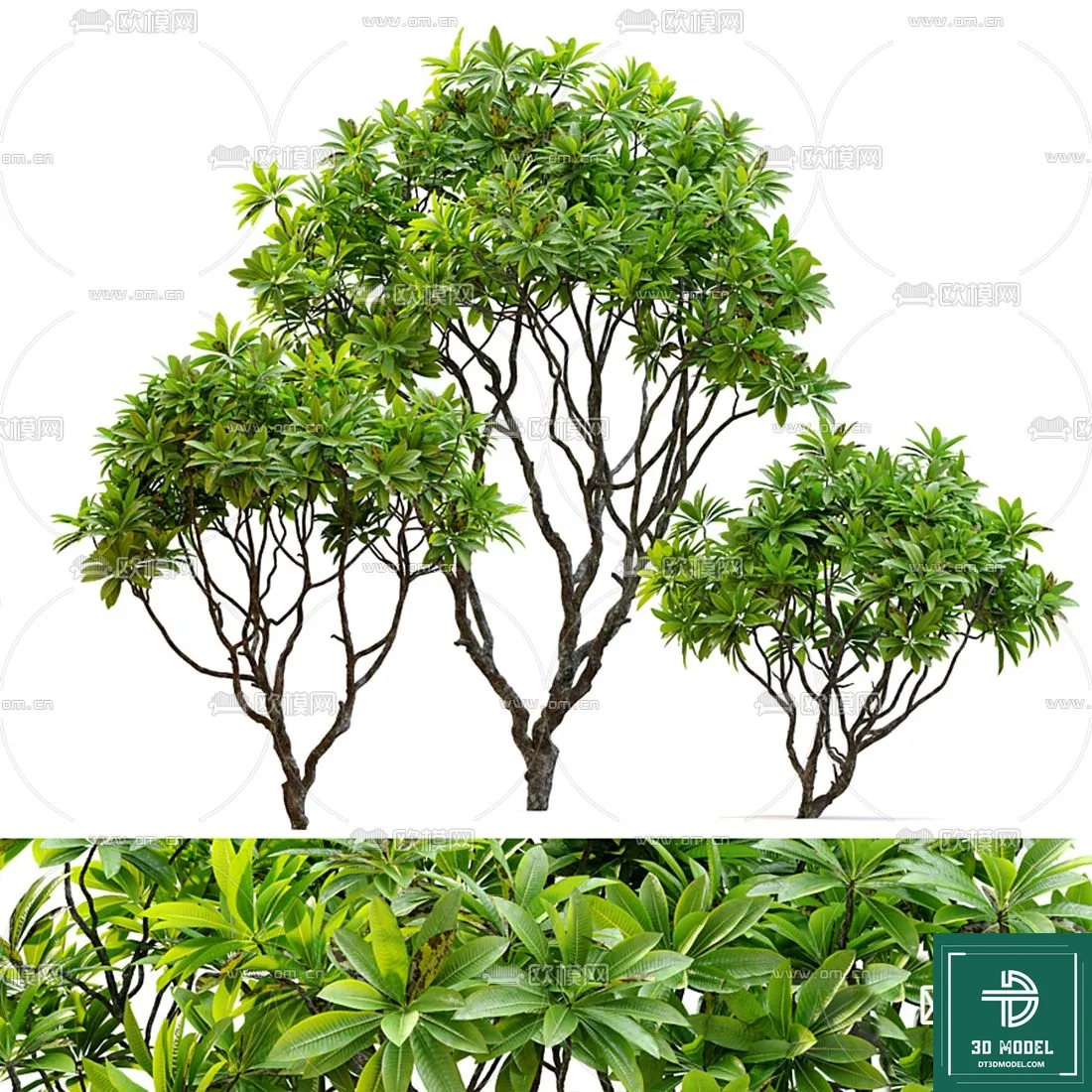 EXTERIOR – TREE – 3D MODELS – 117