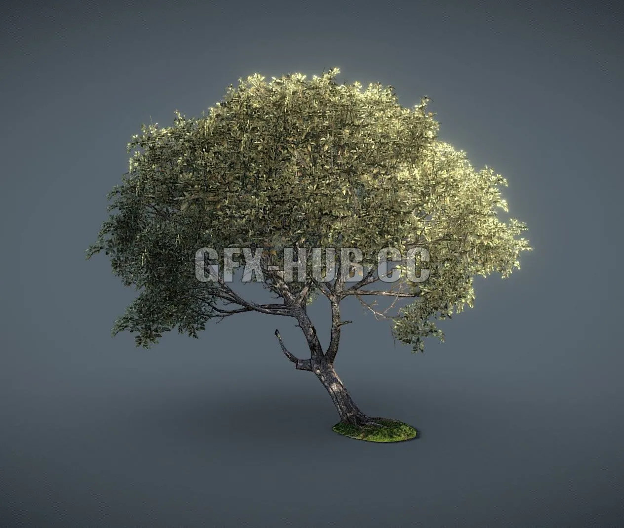 PBR Game 3D Model – Game-Ready Beech Tree