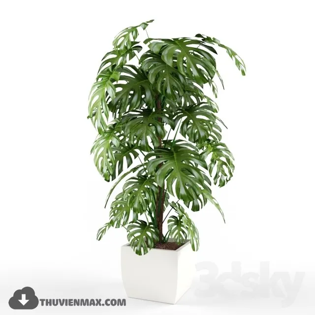 PLANTS – 3dsmax MODEL – 07