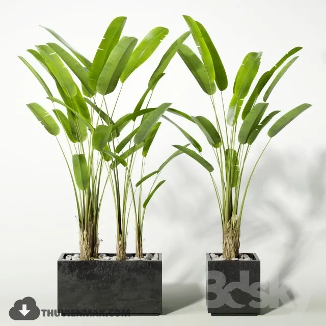 PLANTS – 3dsmax MODEL – 17