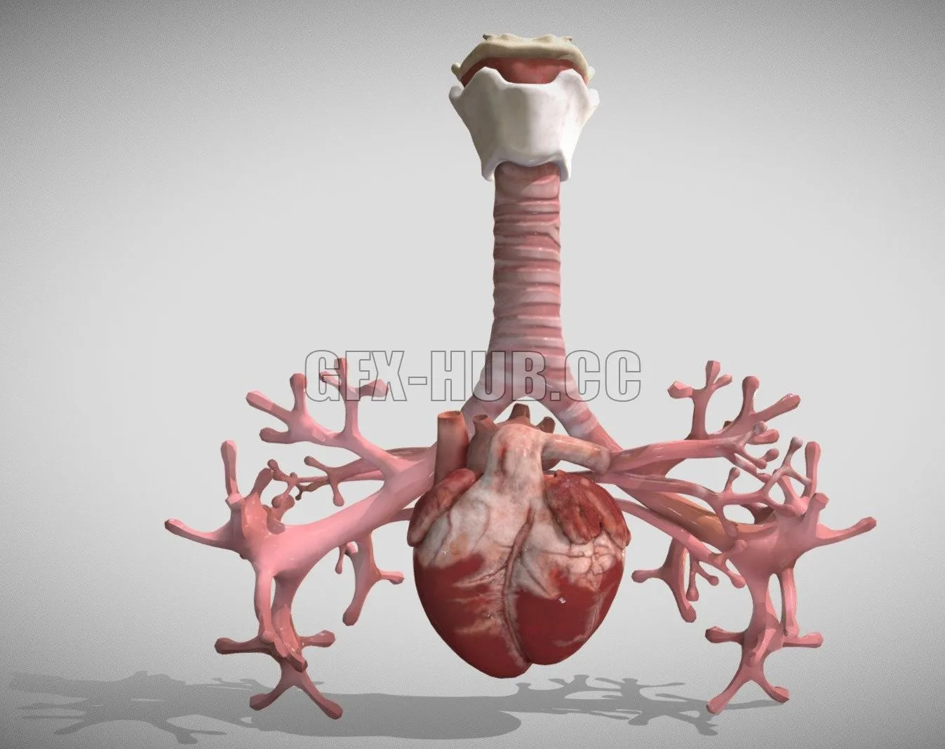 PBR Game 3D Model – Heart Bronchiole Airways