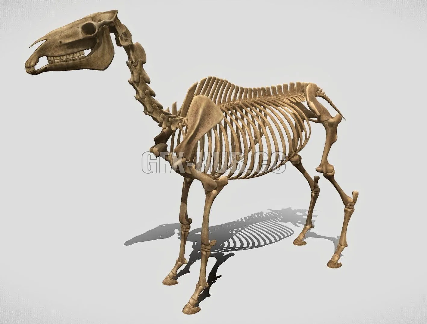 PBR Game 3D Model – Horse Skeleton