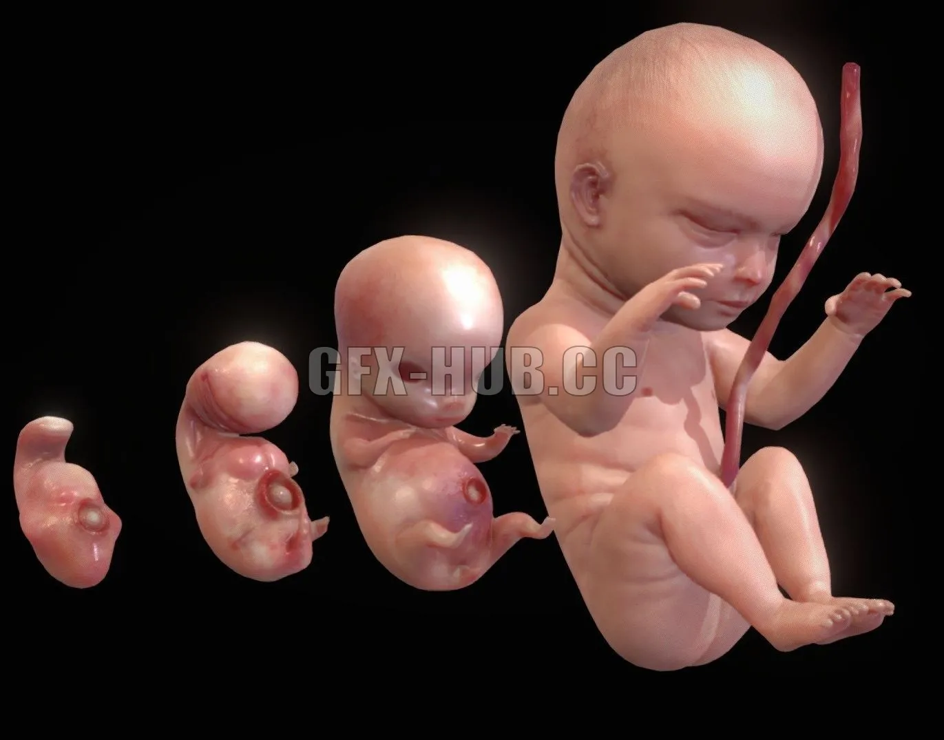 PBR Game 3D Model – Human embryonic – fetal development stages PBR