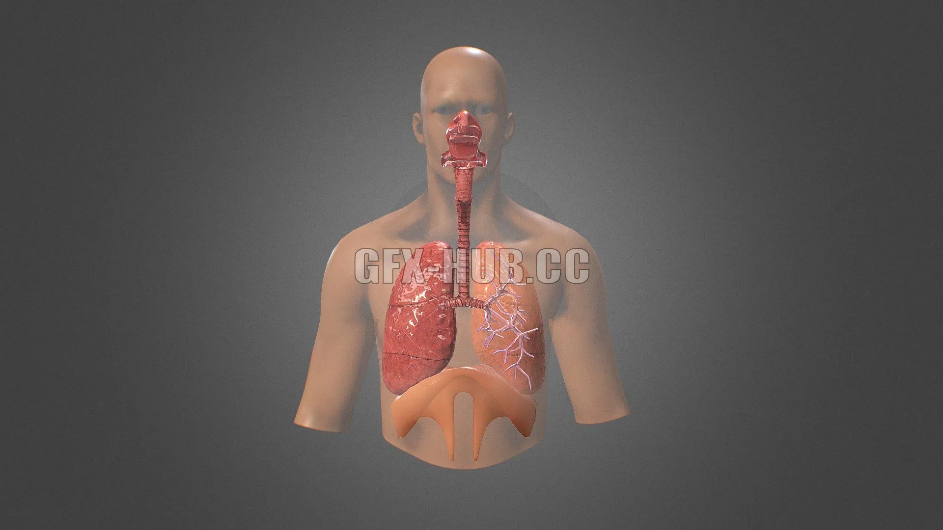 PBR Game 3D Model – Human Respiratory system review