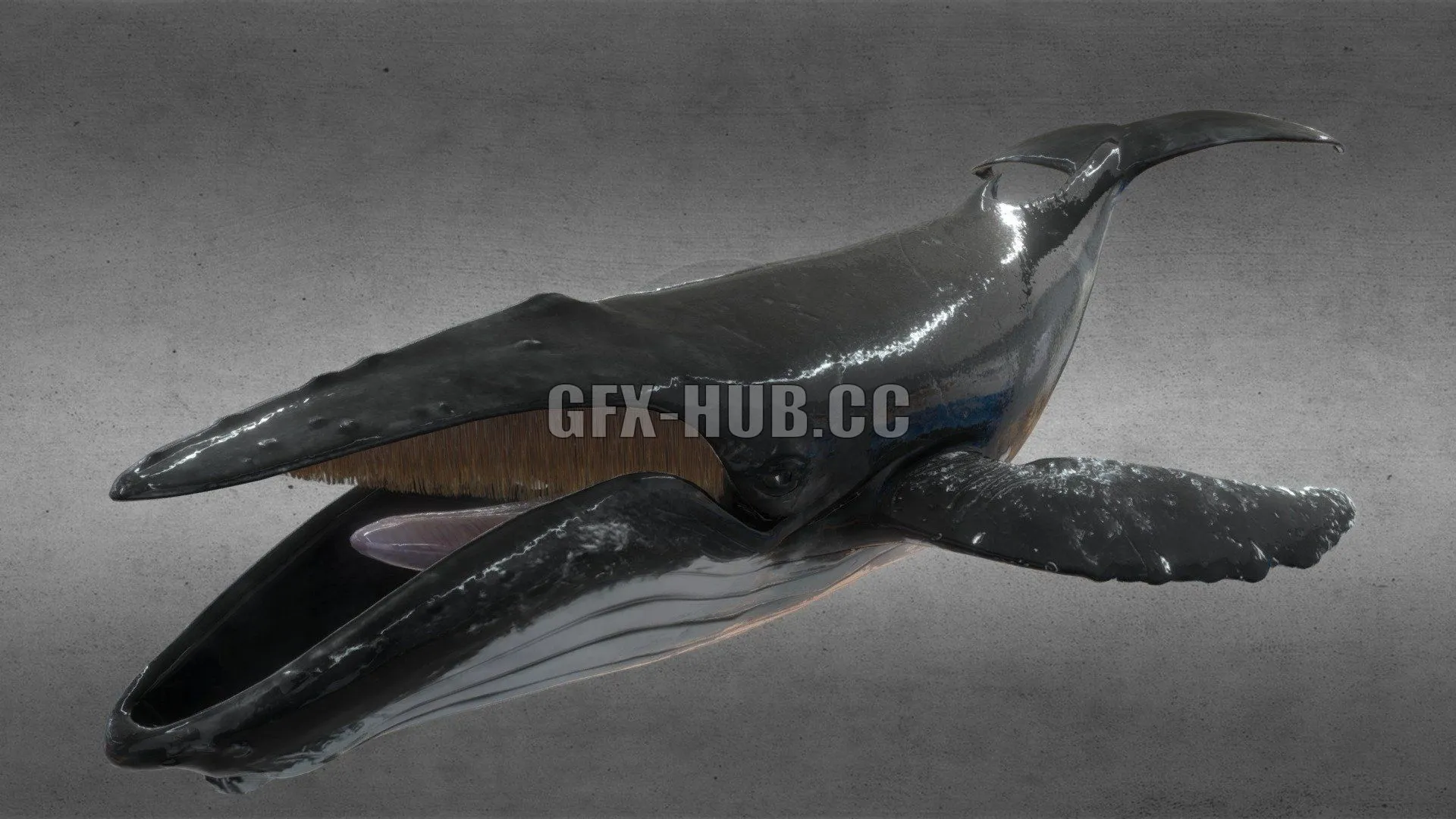 PBR Game 3D Model – Humpback Whale