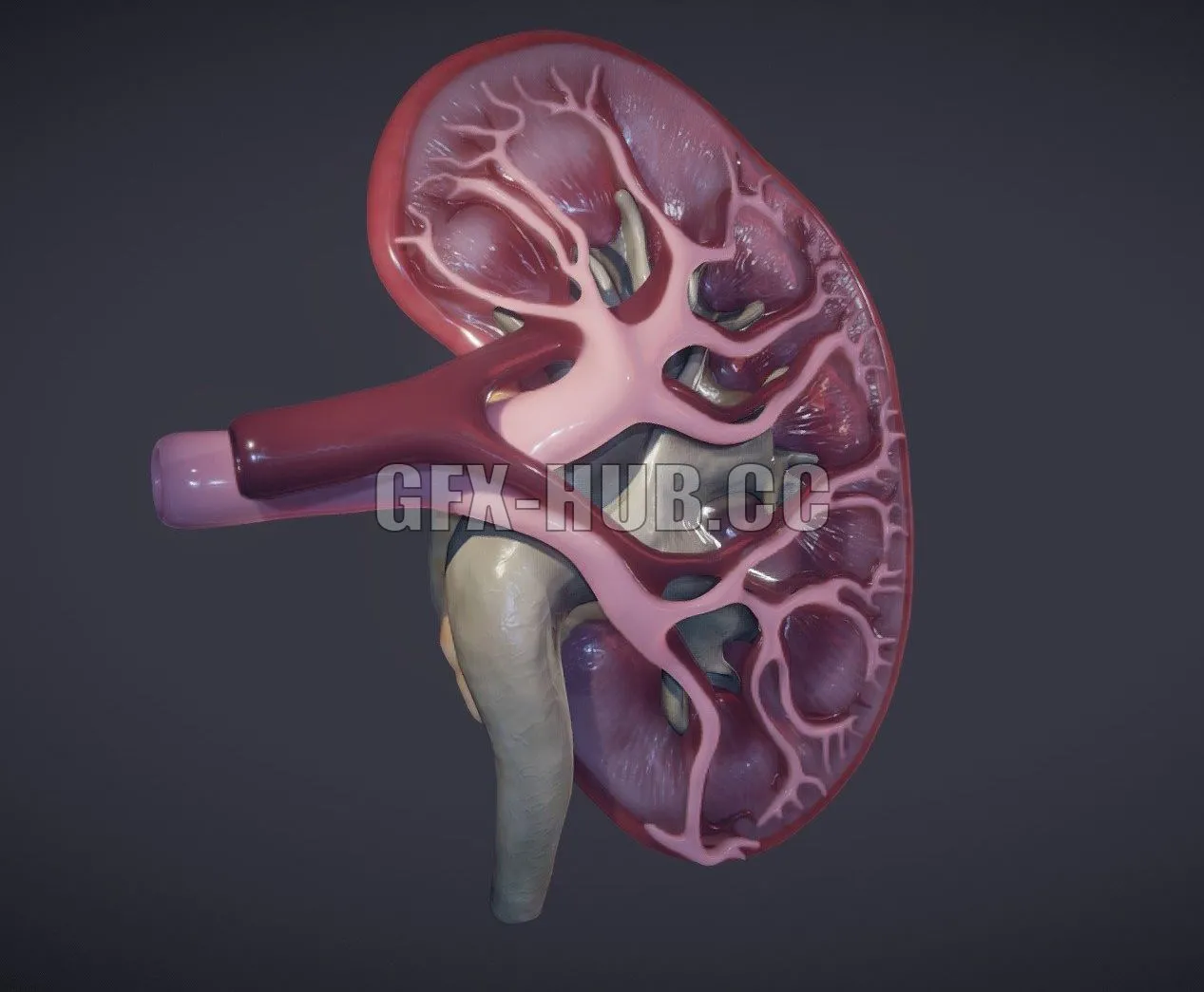 PBR Game 3D Model – Kidney Cross Section