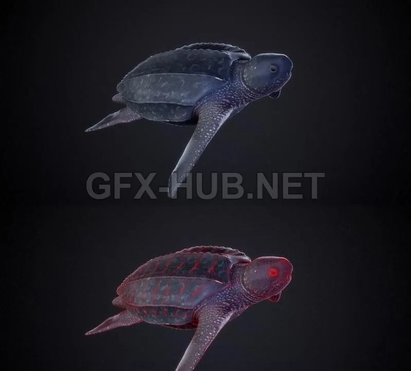 PBR Game 3D Model – Leatherback Turtle