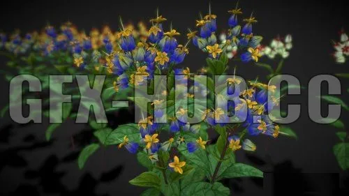 PBR Game 3D Model – Low-poly Flower Clerodendron Thomsonae (5 options)