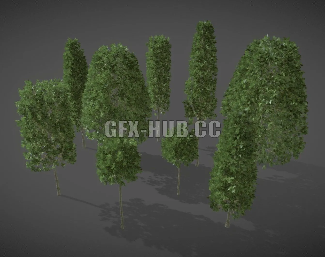 PBR Game 3D Model – LS06 Carpinus Betulus (European Hornbeam)