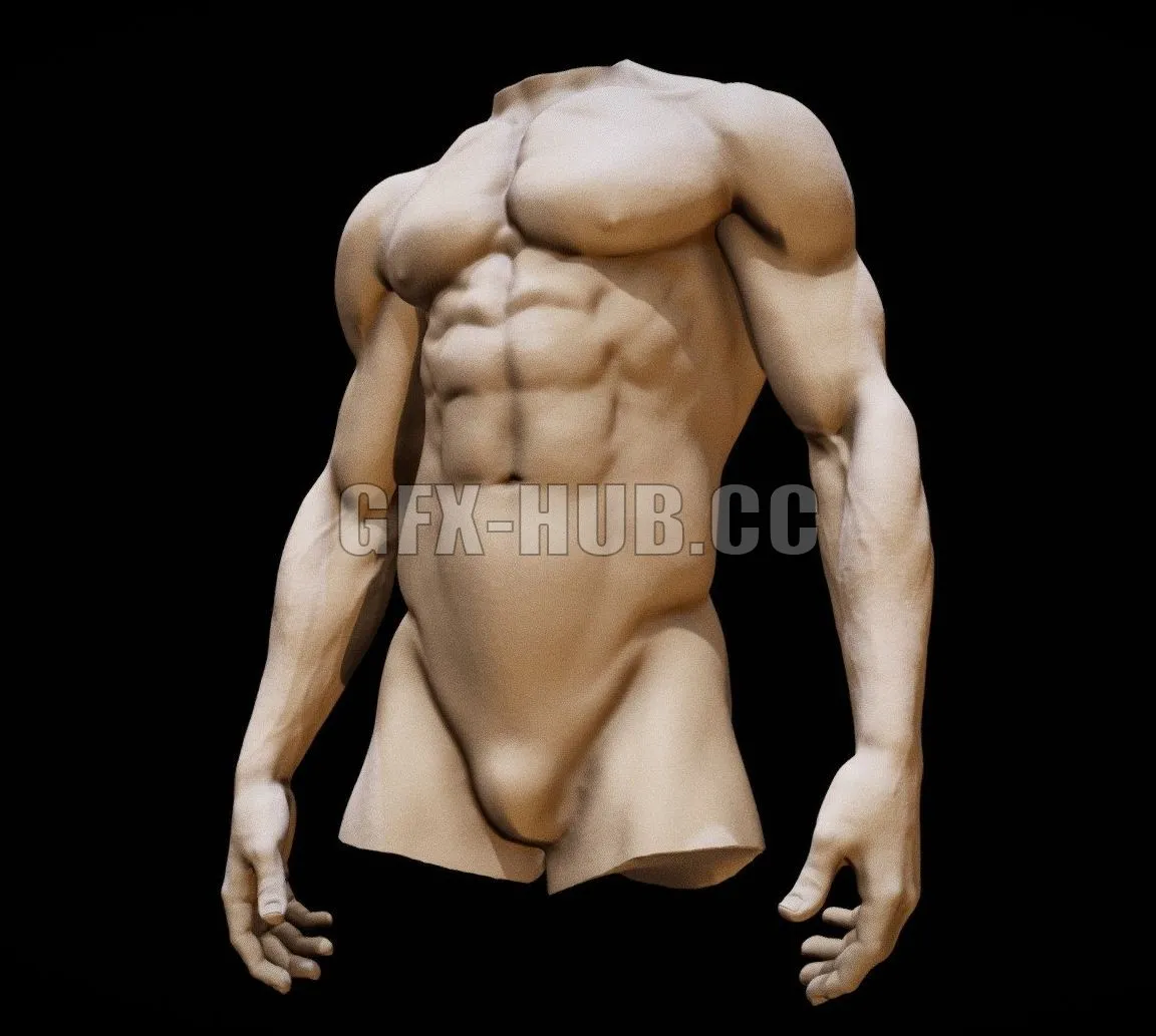 PBR Game 3D Model – Anatomy of the male torso