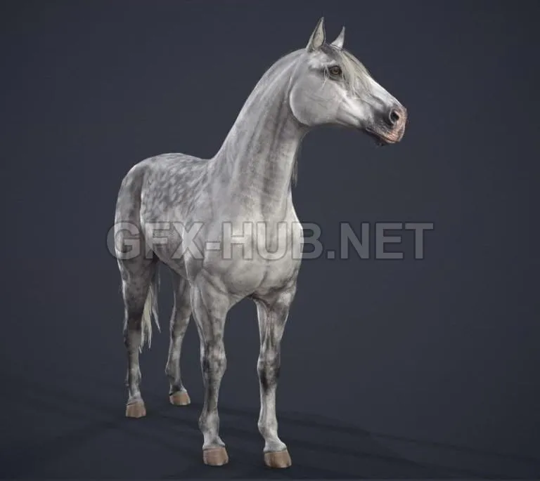 PBR Game 3D Model – Andalusian horse PBR