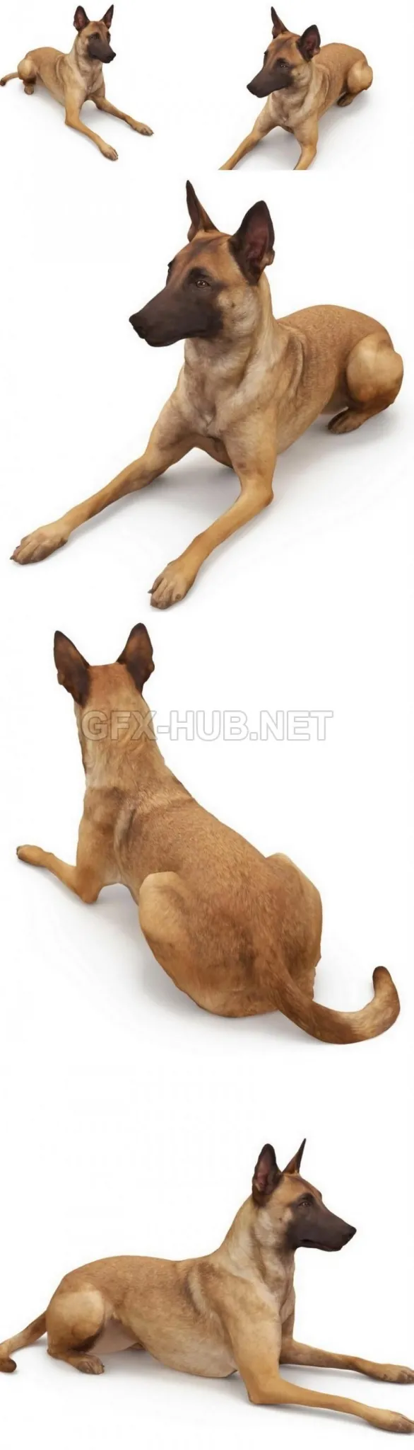 PBR Game 3D Model – Malinois lying dog