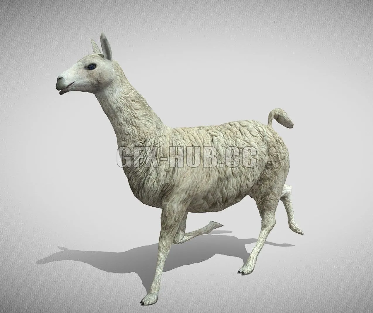 PBR Game 3D Model – Medhue Llama