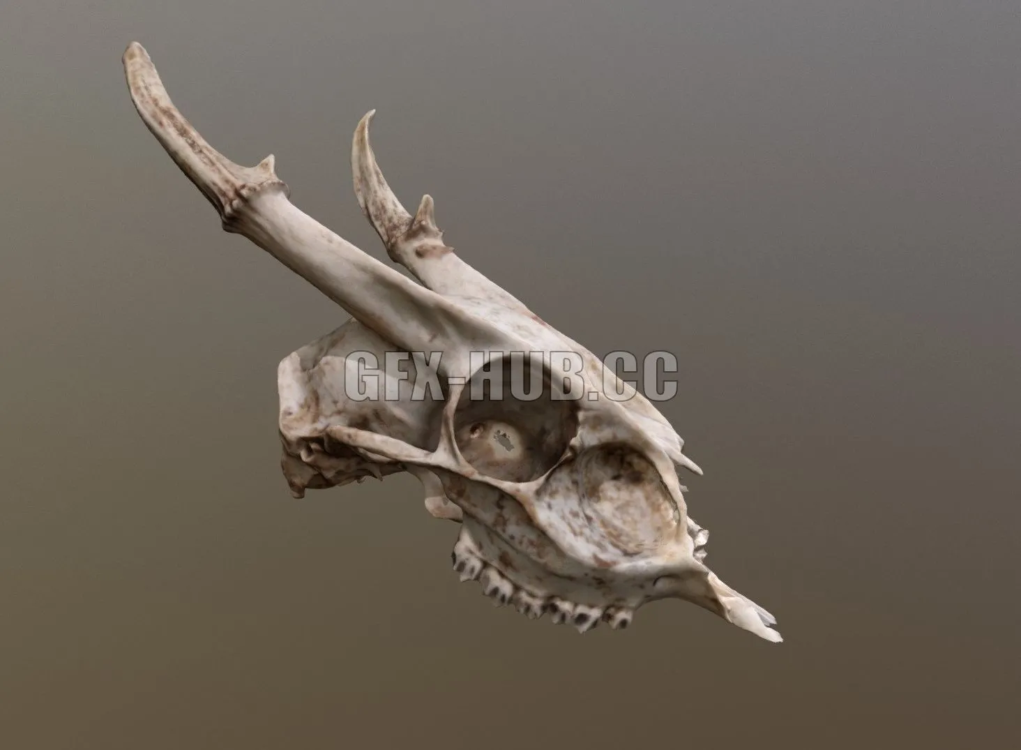 PBR Game 3D Model – Muntjac Deer Skull