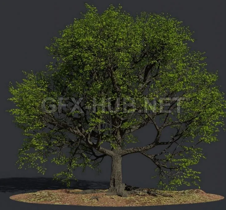 PBR Game 3D Model – Oak Summer Tree