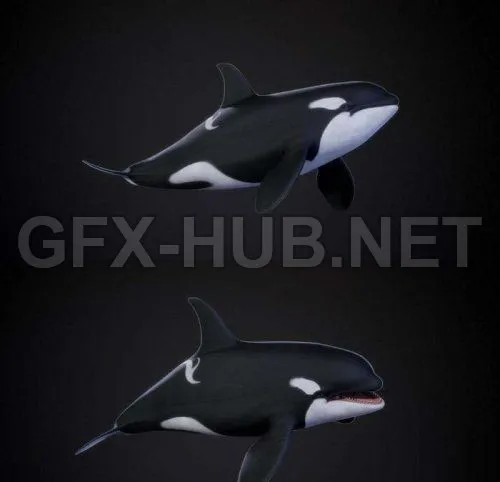 PBR Game 3D Model – Orca