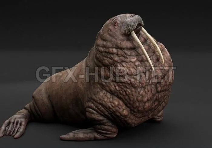 PBR Game 3D Model – Pacific Walrus