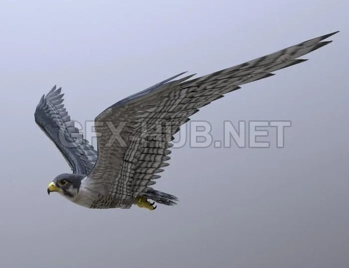 PBR Game 3D Model – Peregrine Falcon