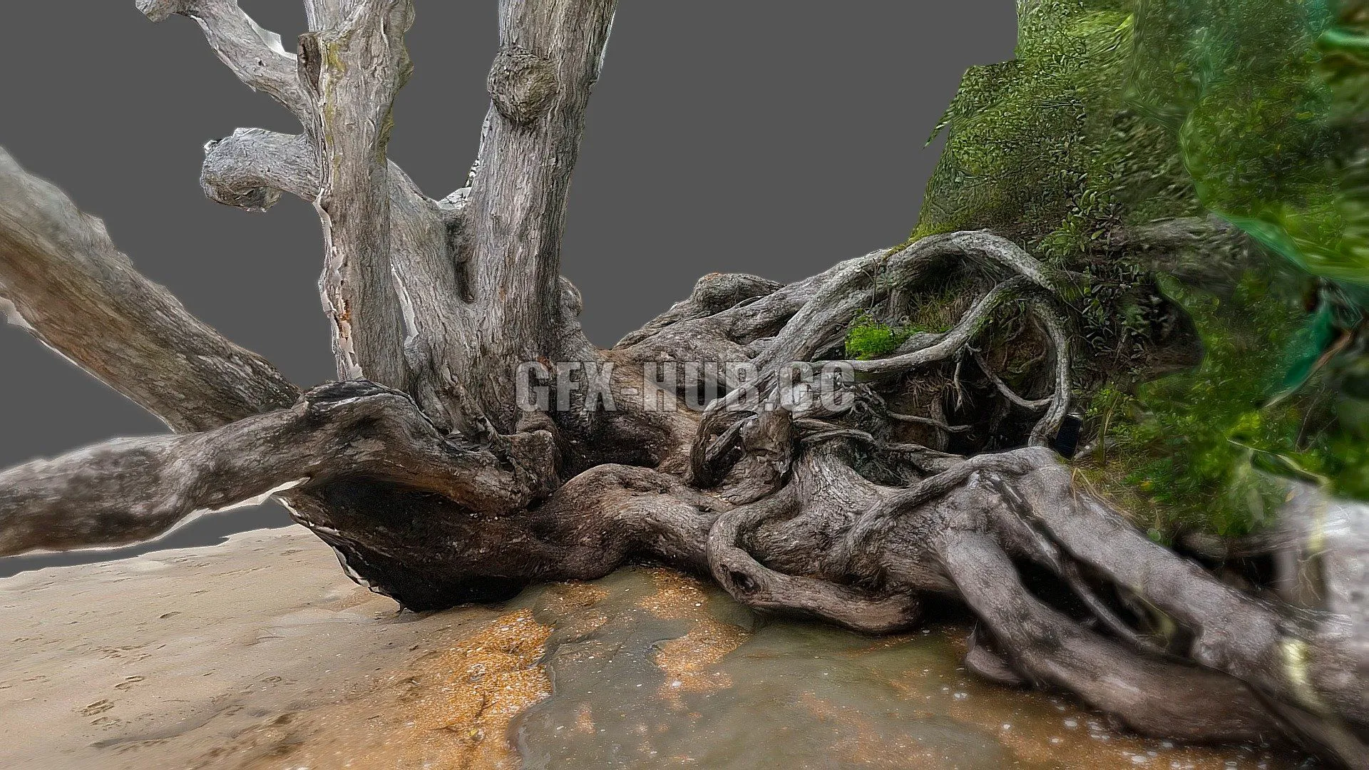 PBR Game 3D Model – Pohutukawa tree at Red Beach