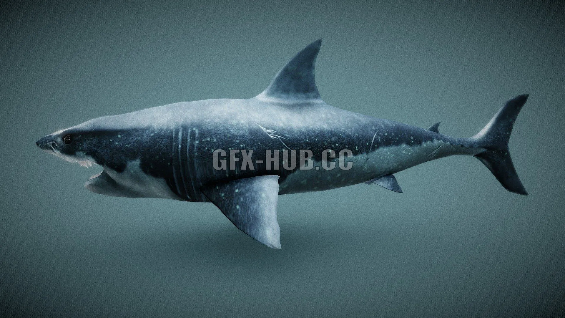 PBR Game 3D Model – Shark 1