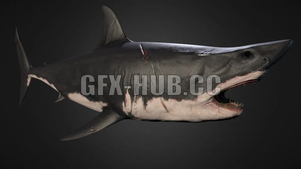 PBR Game 3D Model – Shark 2