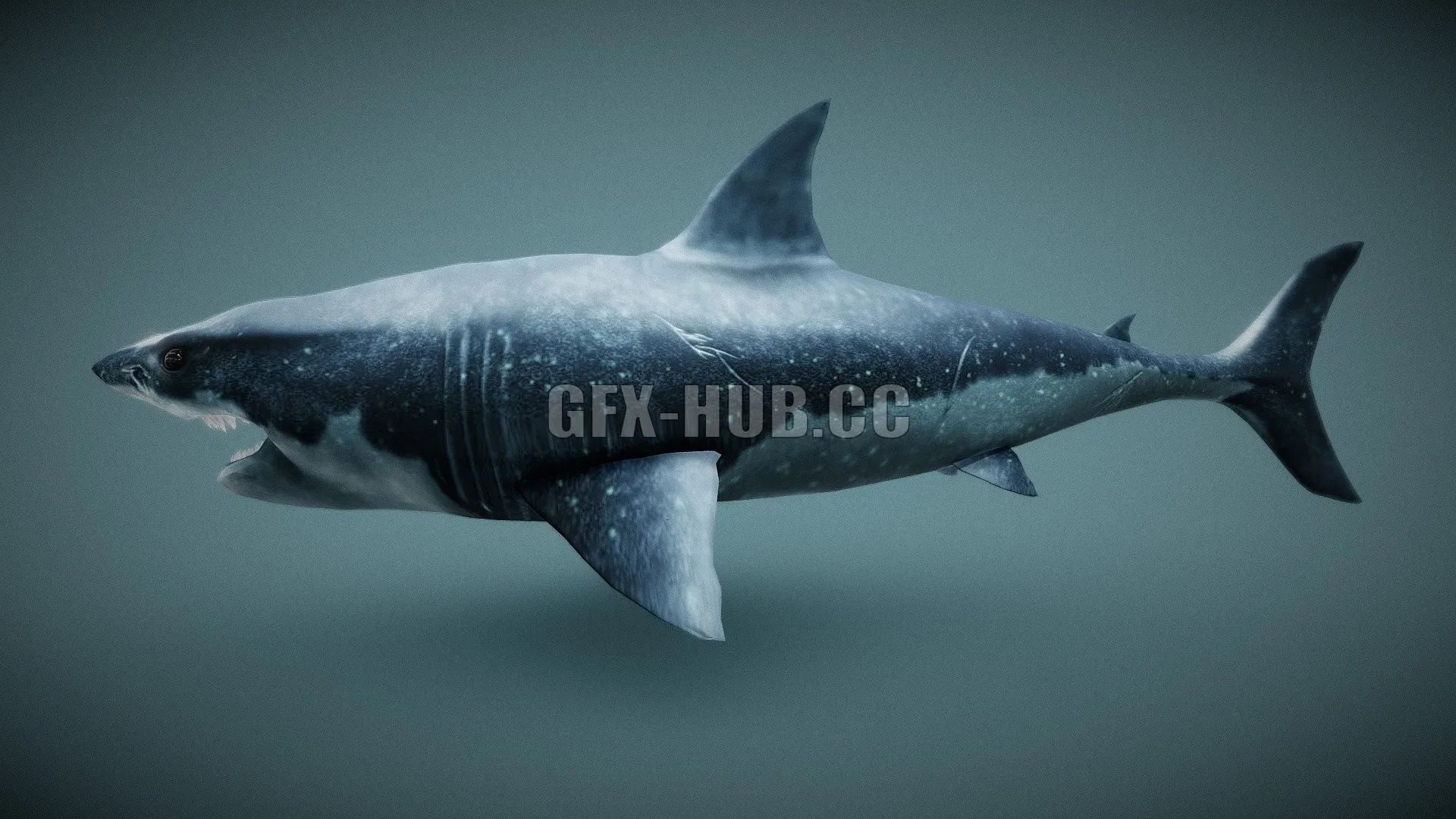 PBR Game 3D Model – Shark