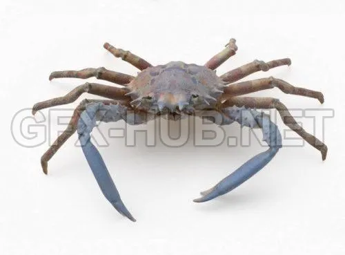 PBR Game 3D Model – Spider Crab PBR