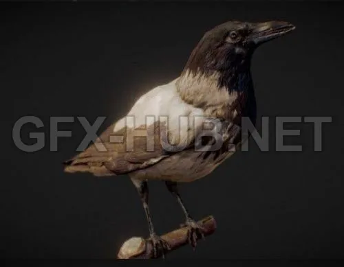 PBR Game 3D Model – The Crow – Scanned