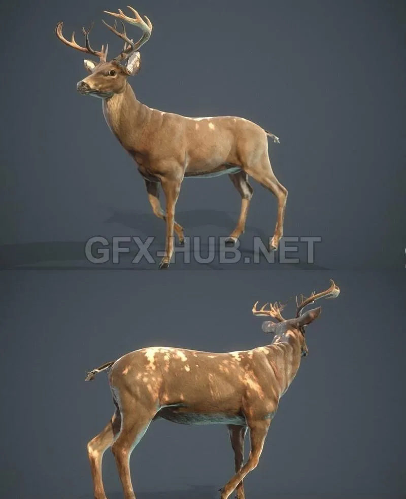 PBR Game 3D Model – White-tailed Deer