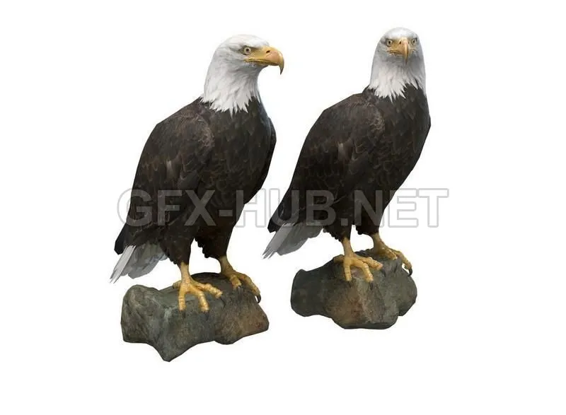 PBR Game 3D Model – Bald Eagle