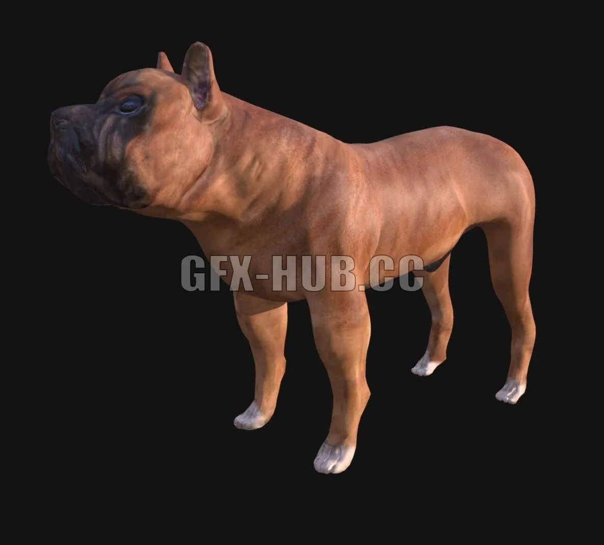 PBR Game 3D Model – Boxer Dog