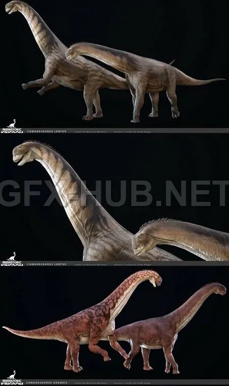 PBR Game 3D Model – Camarasaurus  1