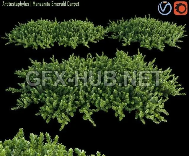 FURNITURE 3D MODELS – Arctostaphylos Manzanita Emerald Carpet # 1