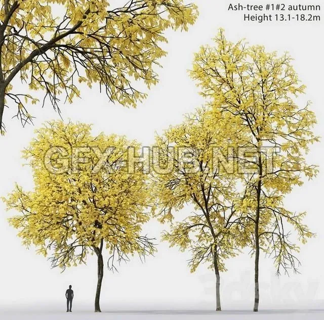 FURNITURE 3D MODELS – Autumn Ash Ash-tree autumn # 1 2 (13.1-18.2m)
