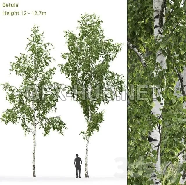 FURNITURE 3D MODELS – Birch Betula