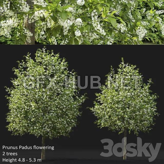 FURNITURE 3D MODELS – Bird Cherry Prunus Padus Flowering 4