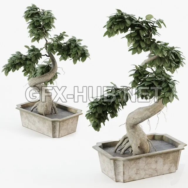 FURNITURE 3D MODELS – Bonsai tree ficus